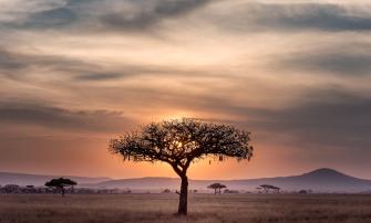 Tree in a rangeland by Hu Chen